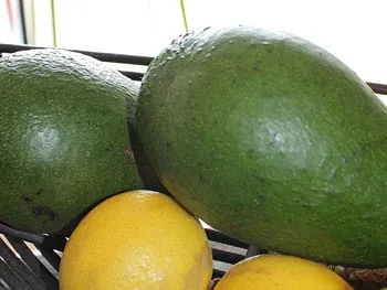 Avocados gesunde Lebensmittel