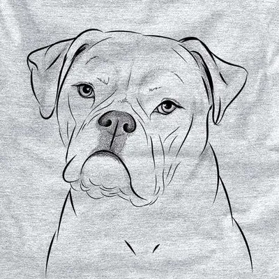 Babe der American Bulldog