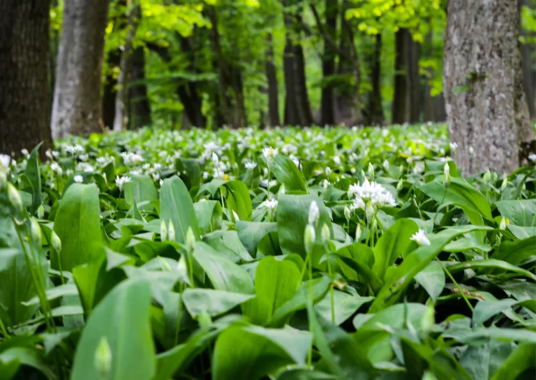 Bärlauchpflanze im Wald