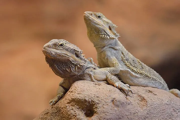Bartagame sitzt auf einem Stein