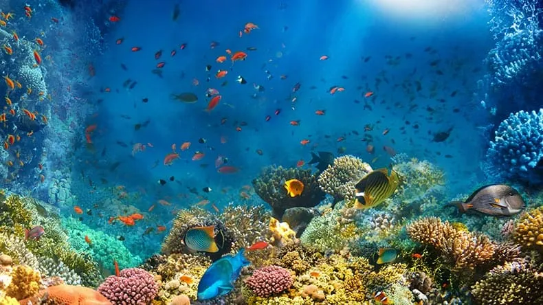 Beim Schnorcheln im Roten Meer in Ägypten, ein beliebtes warmes Reiseziel im Oktober