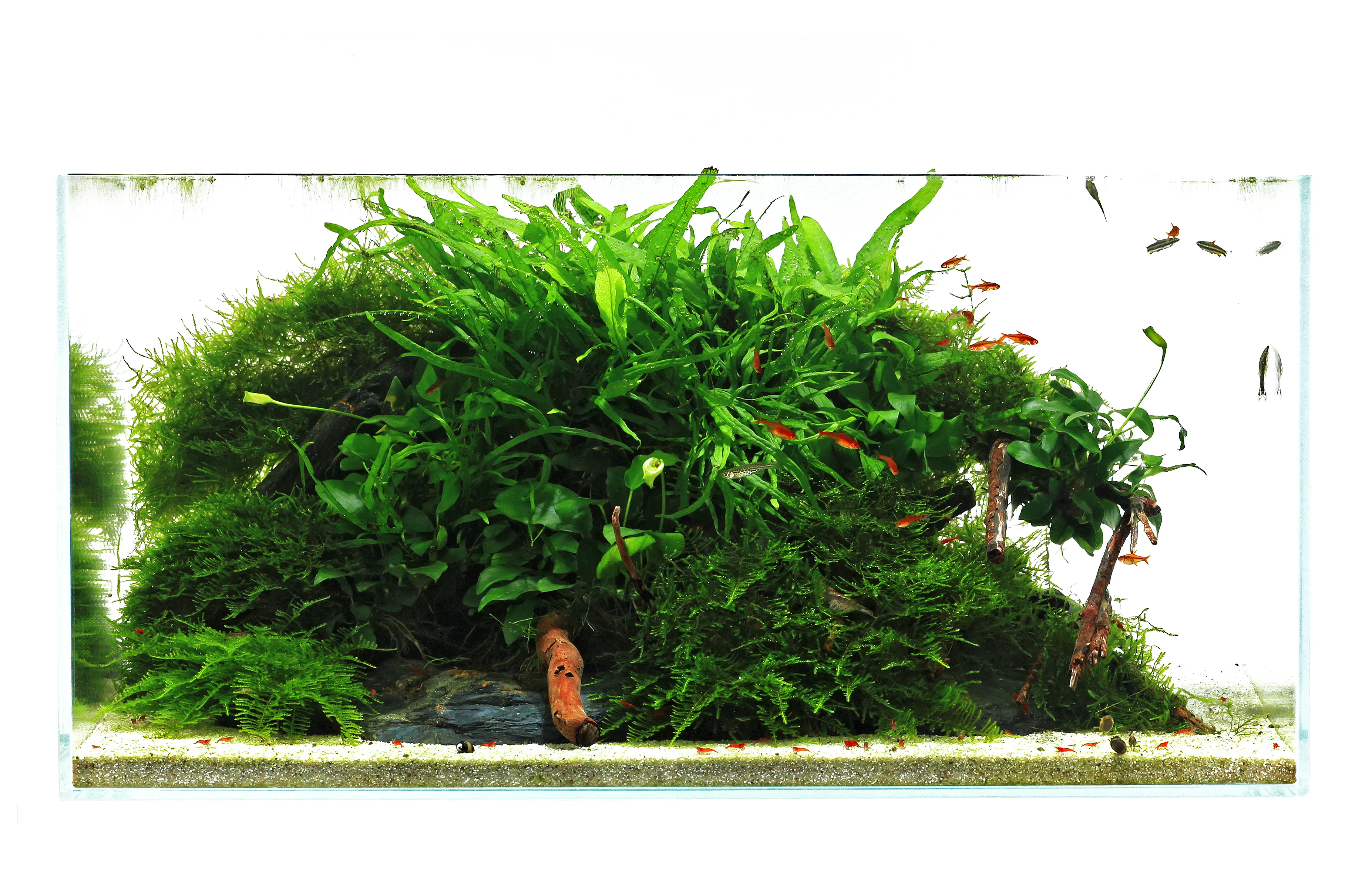 Blauer Bodengrund für Garnelen