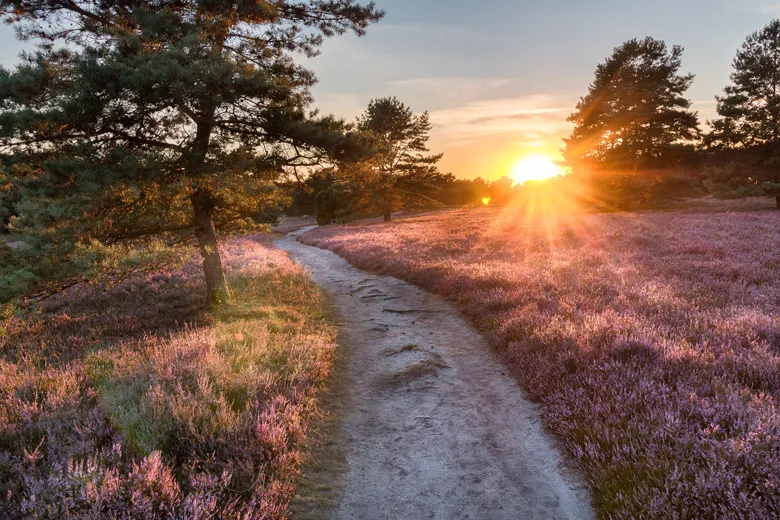 Blühende Heideflächen und einzelne Bäume in der Lüneburger Heide