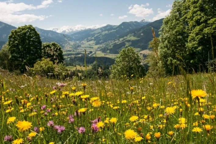 Blumenwiese in Tirol mit bunten Blüten vor einer majestätischen Bergkulisse unter blauem Himmel