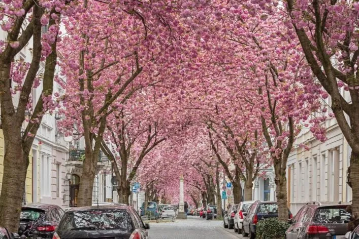 Bonn im Frühling mit leuchtenden Kirschblüten, die eine Straße säumen und Passanten anziehen