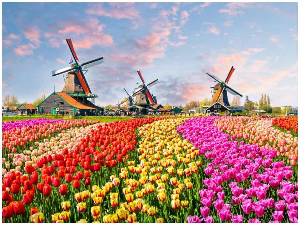 Bunte Tulpenfelder in der Nähe von Amsterdam