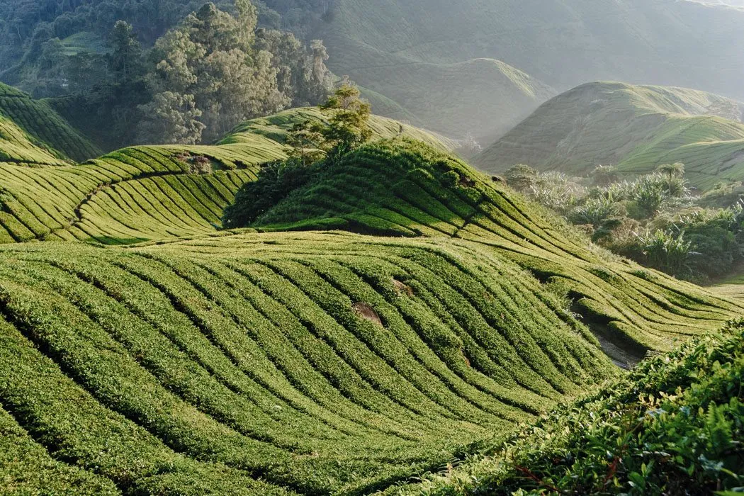 Cameron Highlands in Malaysia