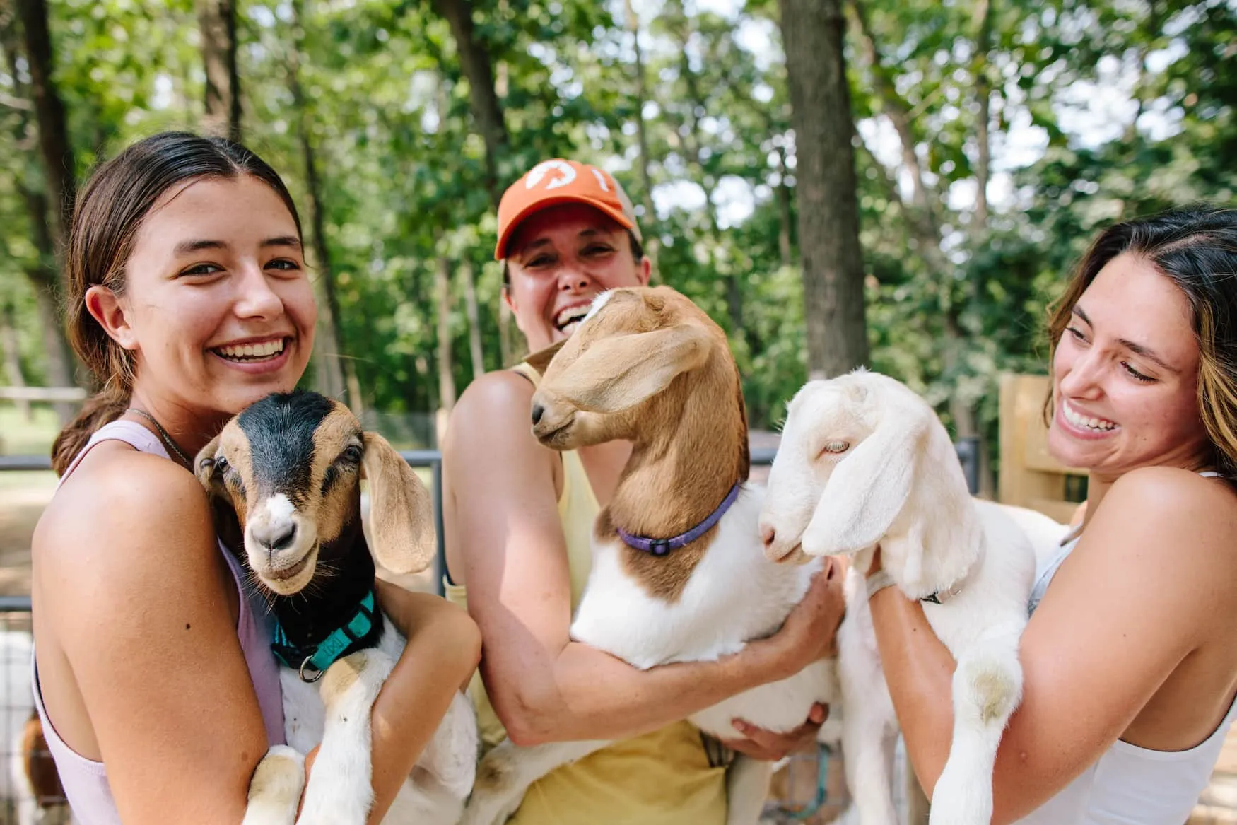 Charmante Ziegen auf dem Hoofit Bauernhof in Galena, Illinois