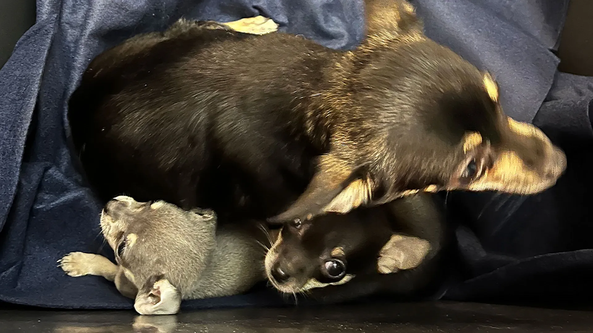 Chihuahua-Hündin mit ihren fünf Welpen in einem Karton, nachdem sie ausgesetzt wurden.