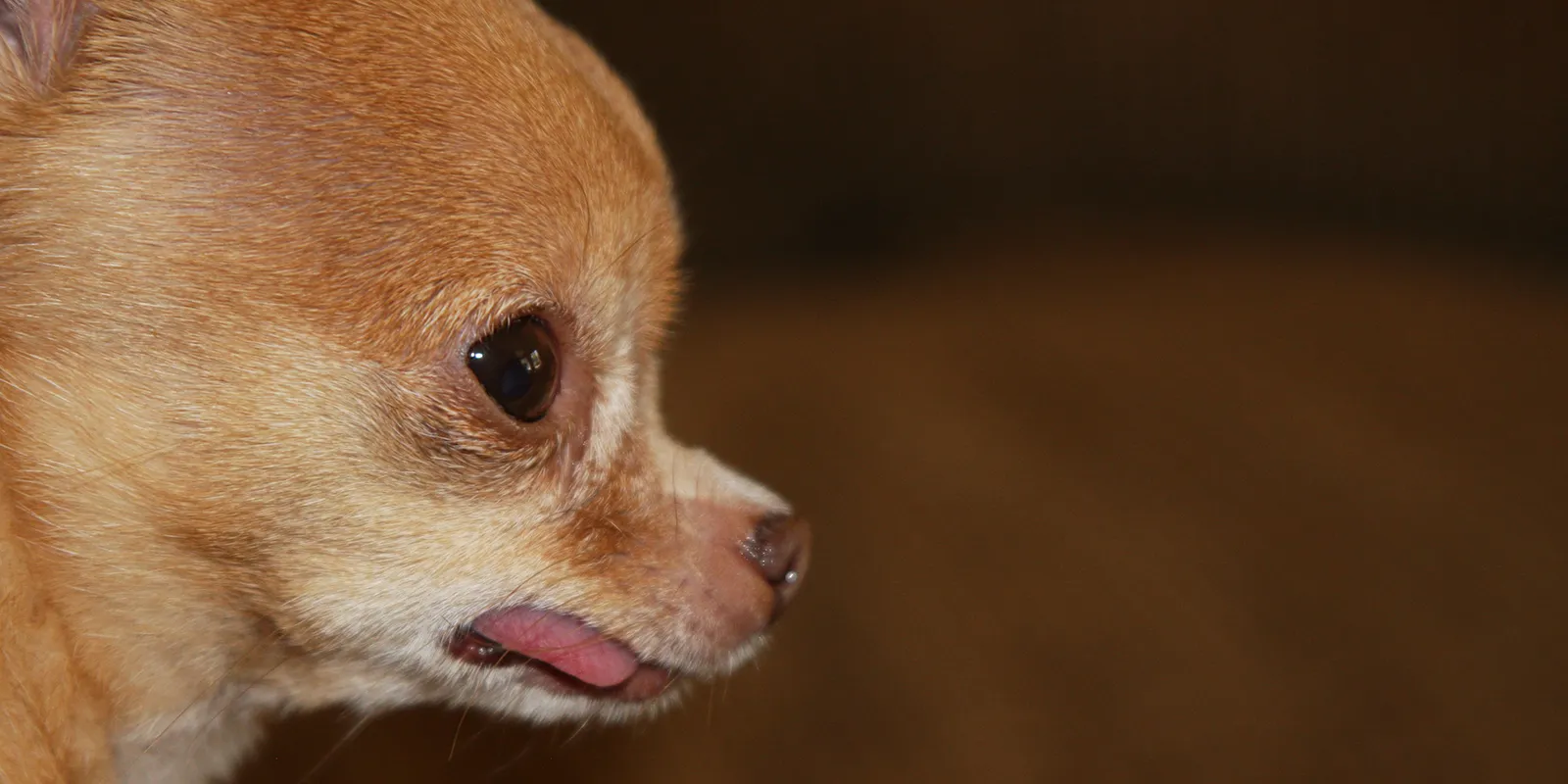 Chihuahua Teacup Hund in einer Hand, verdeutlicht die geringe Größe und die damit verbundenen gesundheitlichen Risiken.