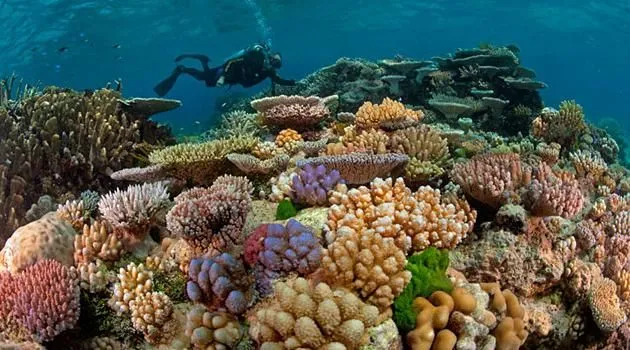Das Great Barrier Reef zeigt Zerbrechlichkeit
