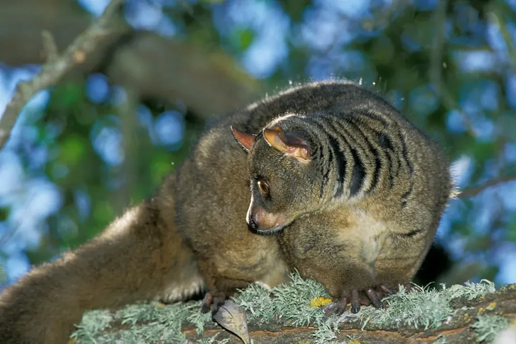 Der Braune Großgalago ist ein gutes Beispiel für ein Buschbaby mit großem Schwanz