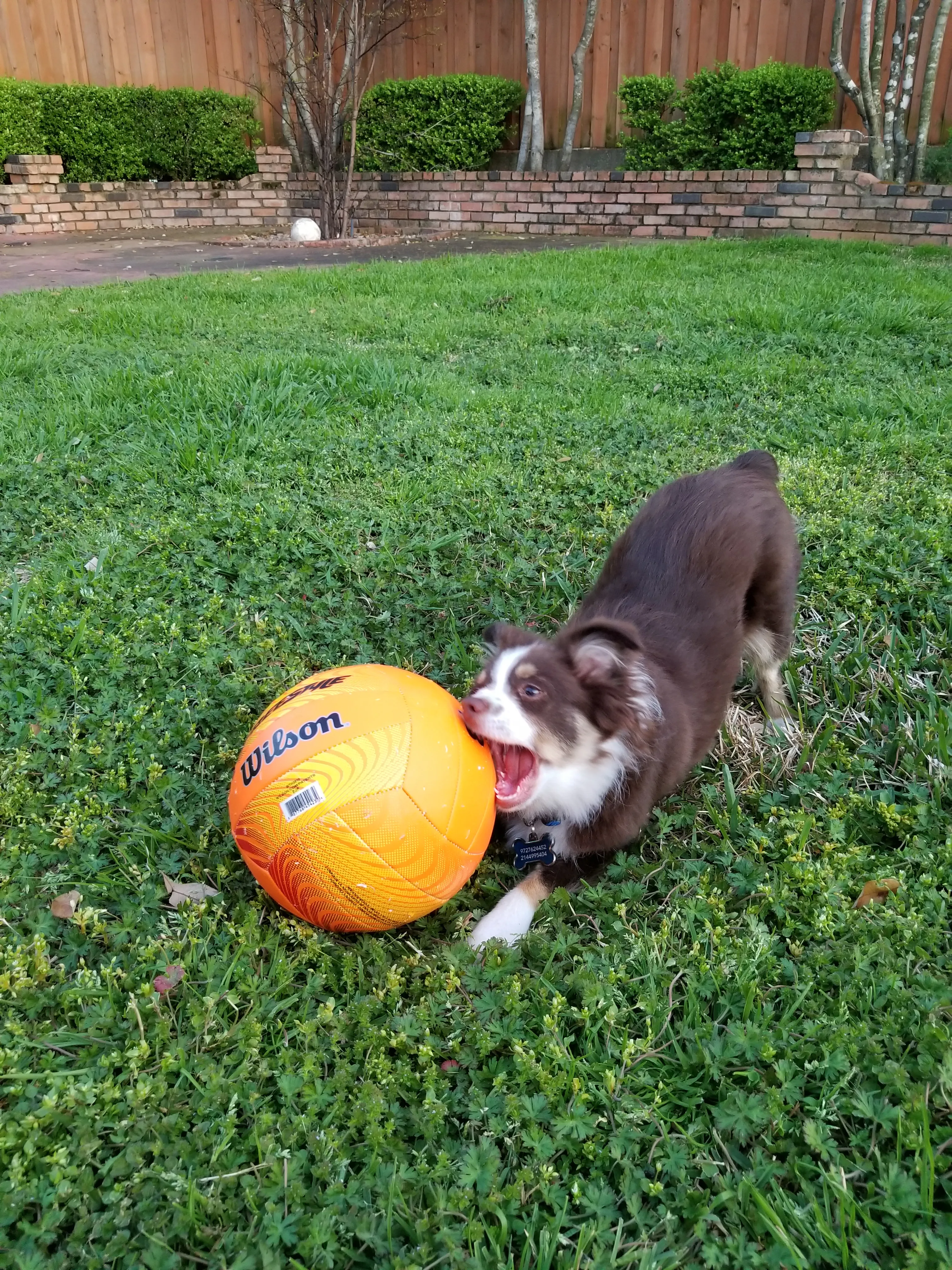 Der Mini Australian Shepherd Welpe Rollo beißt in einen orangefarbenen Volleyball, während er auf dem Rasen liegt.