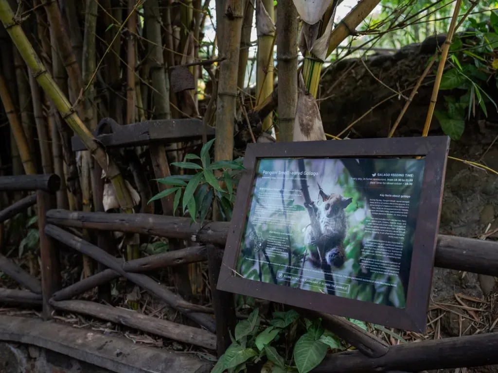 Der Ort im Aishi Machame Hotel, an dem die Galagos zu Besuch kommen