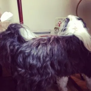 Der Tibet Terrier Summit zeigt sein luxuriöses, langes Fell