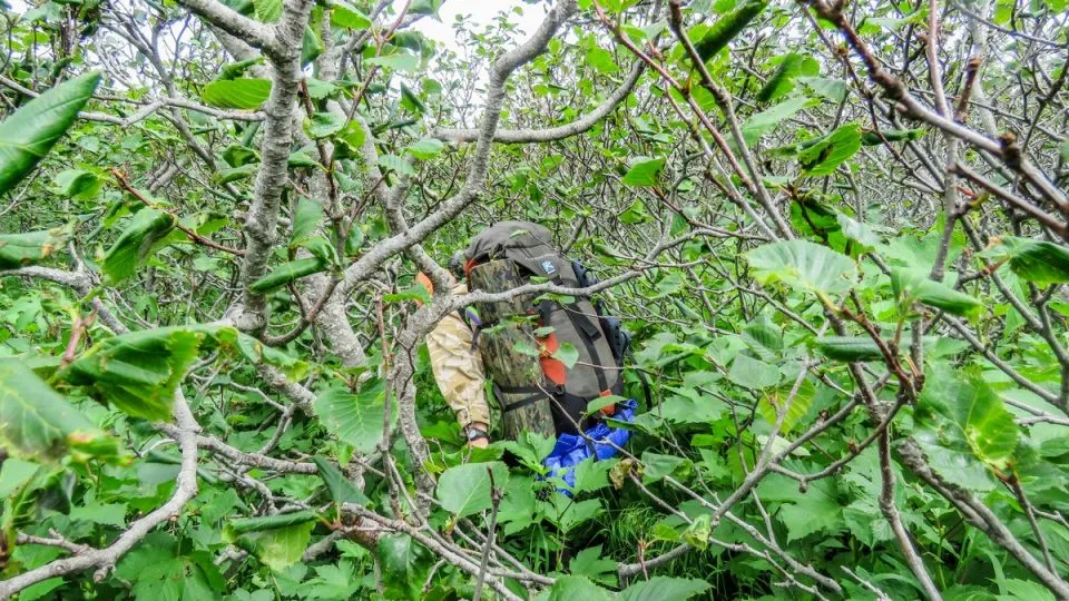 Dichtes Erlengestrüpp und Zwergkiefern, die den Weg versperren