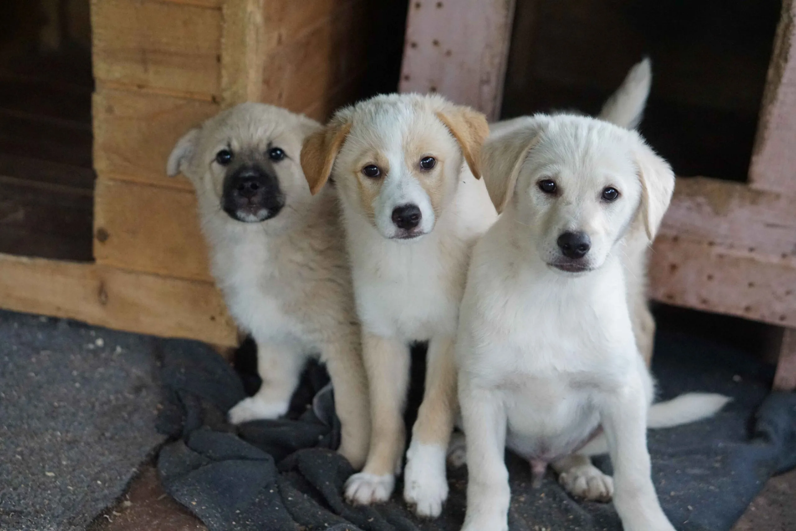 Drei glückliche Hunde toben gemeinsam auf einer Wiese, ein Zeichen für das erfüllte Leben, das sie in einem liebevollen Zuhause finden können.
