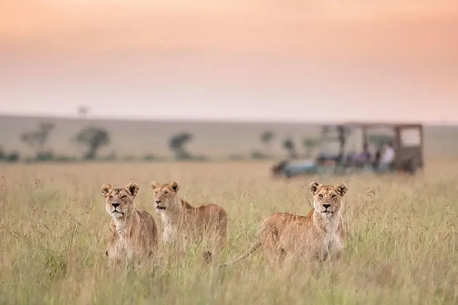 Drei Löwen stehen im langen Gras der Mara, ein Safarifahrzeug ist nicht weit entfernt