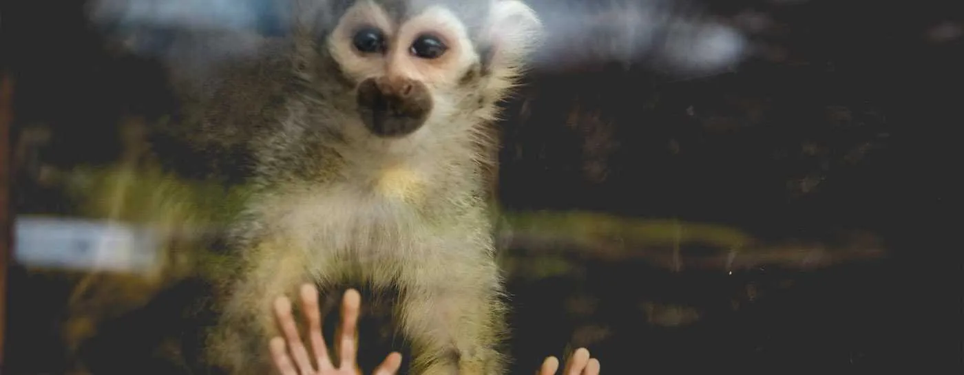 Ein Affe blickt aus einem menschlichen Zuhause und verdeutlicht die Widersprüchlichkeit der Exotenhaltung