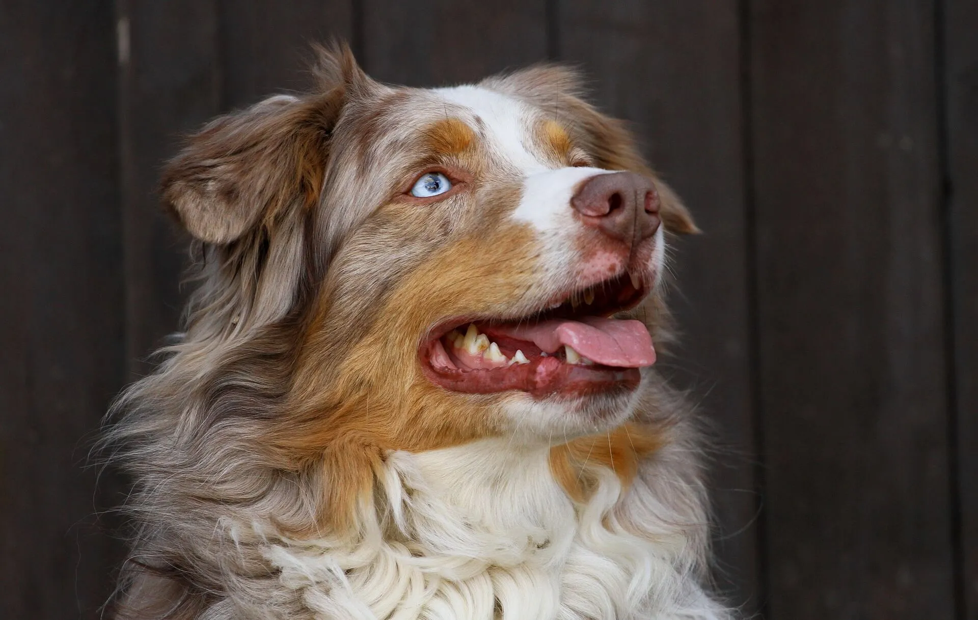 Ein aufmerksamer Australian Shepherd mit einem Blick, der seine Intelligenz und Arbeitsbereitschaft unterstreicht.