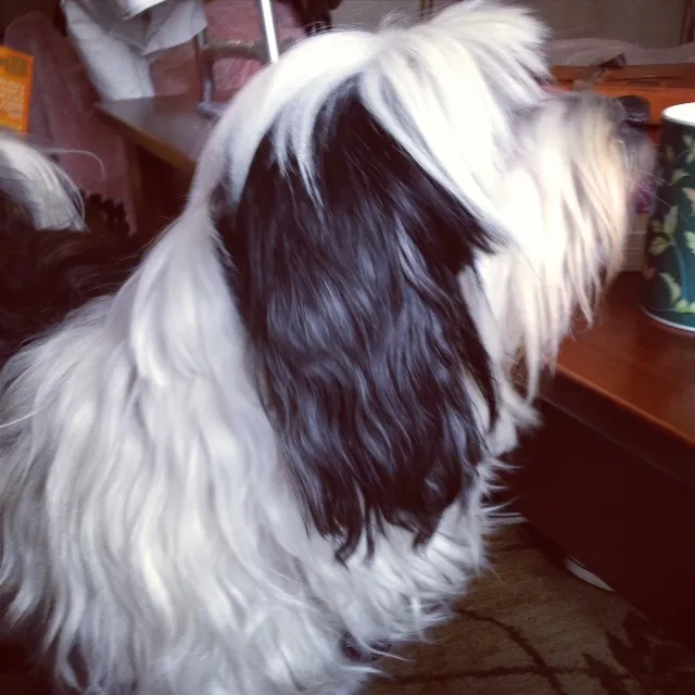 Ein aufmerksamer Tibet Terrier mit glänzendem schwarzen Fell