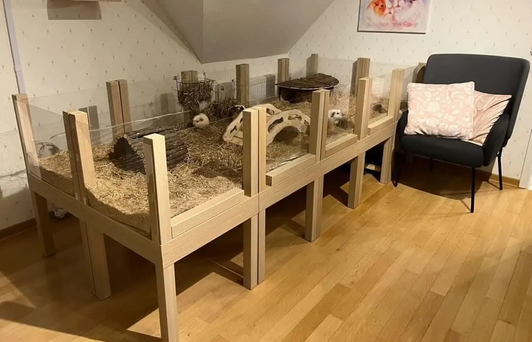 Ein aus IKEA Lack Tischen und Plexiglas selbst gebautes Gehege, das den benötigten Platz in der Wohnung für Meerschweinchen illustriert.