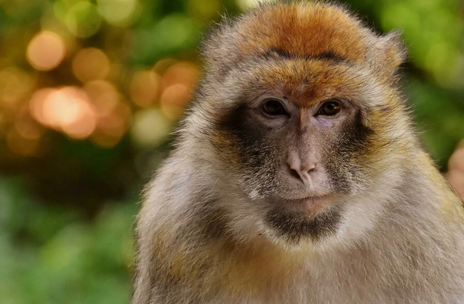 Ein Berberaffe, dessen imposante Größe und Wildheit die Gefahr der privaten Haltung verdeutlicht