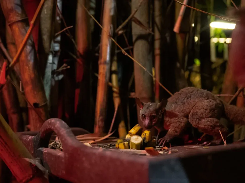 Ein Buschbaby im Aishi Machame Hotel unter dem Licht einer roten Lampe