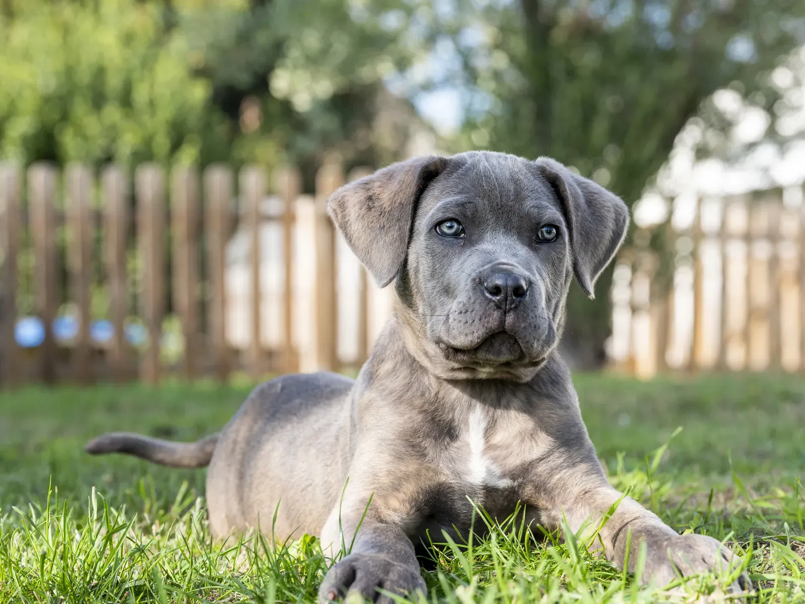 Ein Cane Corso Welpe spielt auf einer Wiese.