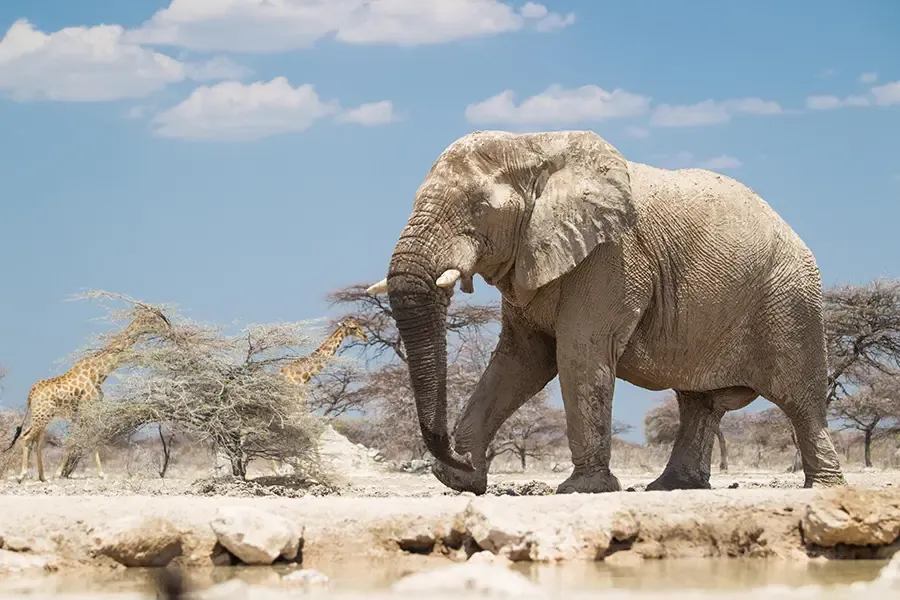 Ein Elefant läuft im Etosha-Nationalpark vorbei