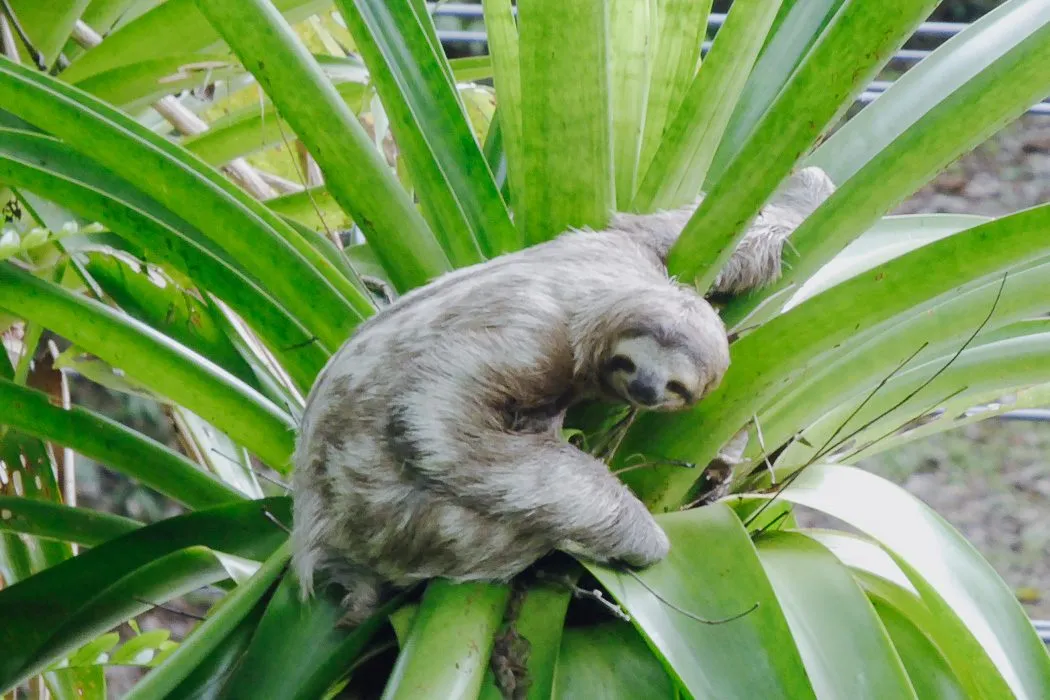 Ein Faultier in Costa Rica