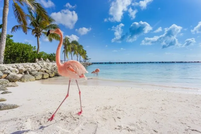 Ein Flamingo am weißen Sandstrand von Aruba, umgeben von Palmen und klarem Meer