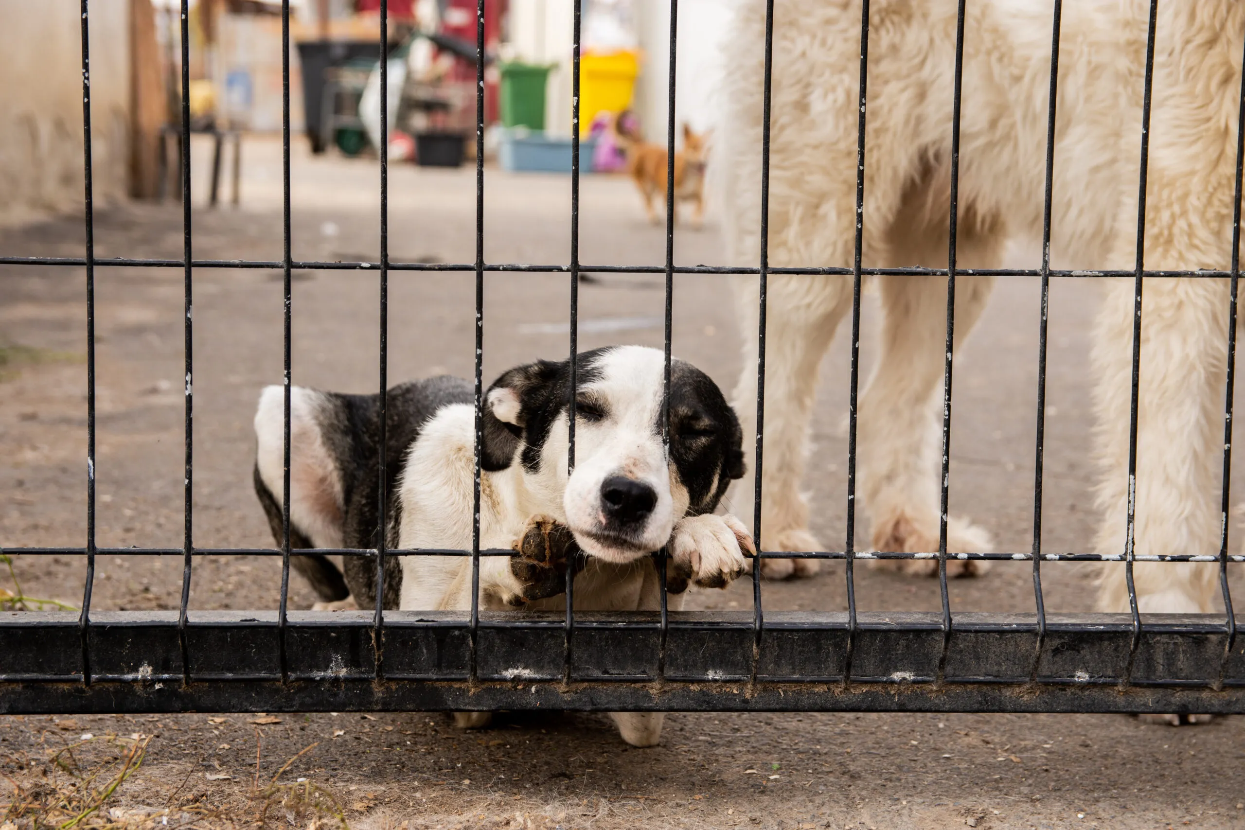 Ein freundlicher Mischlingshund blickt hoffnungsvoll in die Kamera, bereit für ein neues Zuhause.