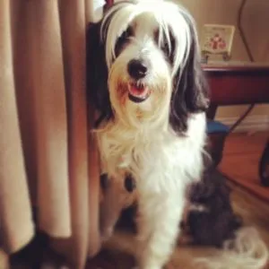 Ein geretteter Tibet Terrier mit dichtem, glänzendem Fell