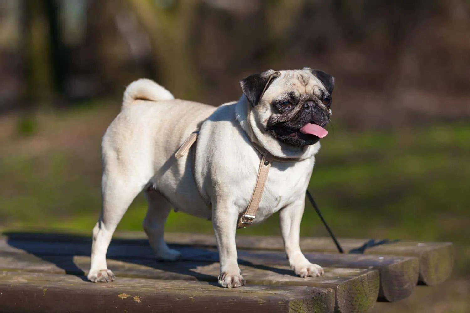 Ein gesunder Mops Welpe mit hechelnder Zunge bei Sonnenschein
