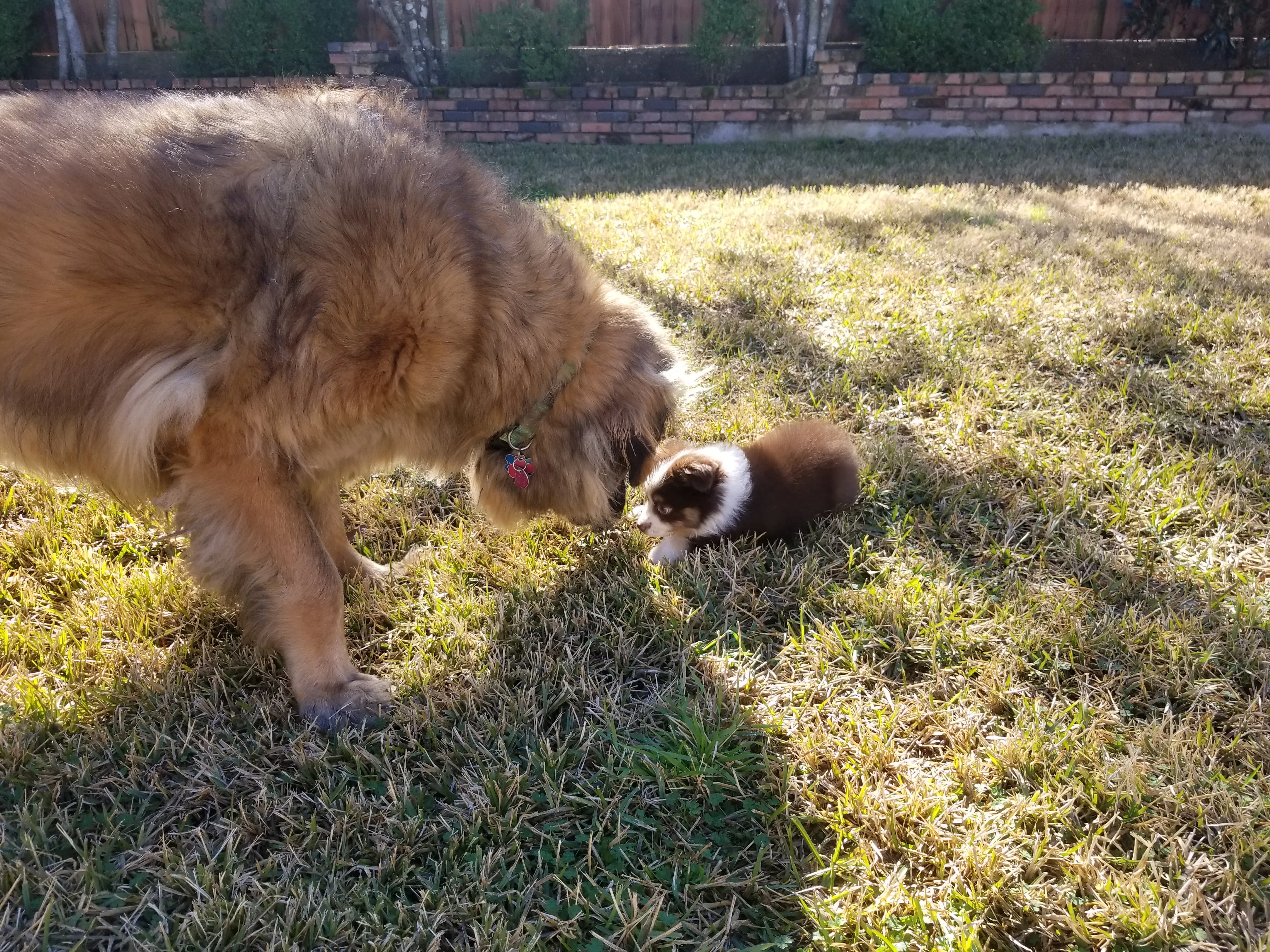 Ein großer Leonberger beugt seinen Kopf, um einen kleinen Mini Australian Shepherd Welpen zu beschnüffeln, der auf dem Gras liegt.