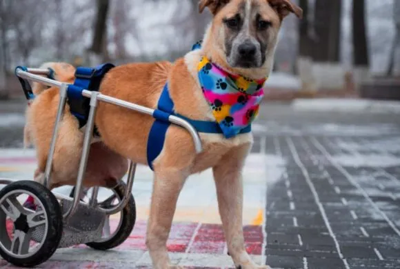 Ein Hund mit einem Rollstuhl läuft fröhlich über eine Wiese und zeigt, dass auch gehandicapte Hunde ein erfülltes Leben führen können.