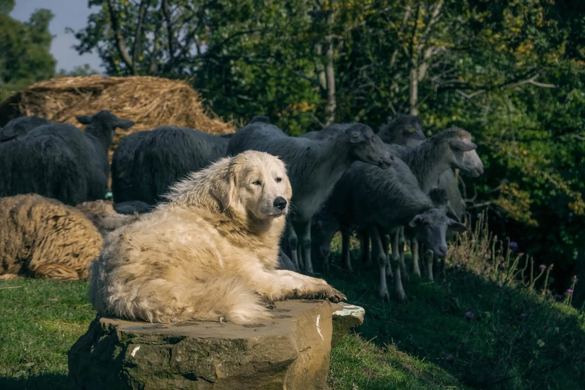 Ein imposanter Herdenschutzhund bewacht aufmerksam eine Schafherde in einer ländlichen Umgebung, um sie vor potenziellen Gefahren zu schützen.
