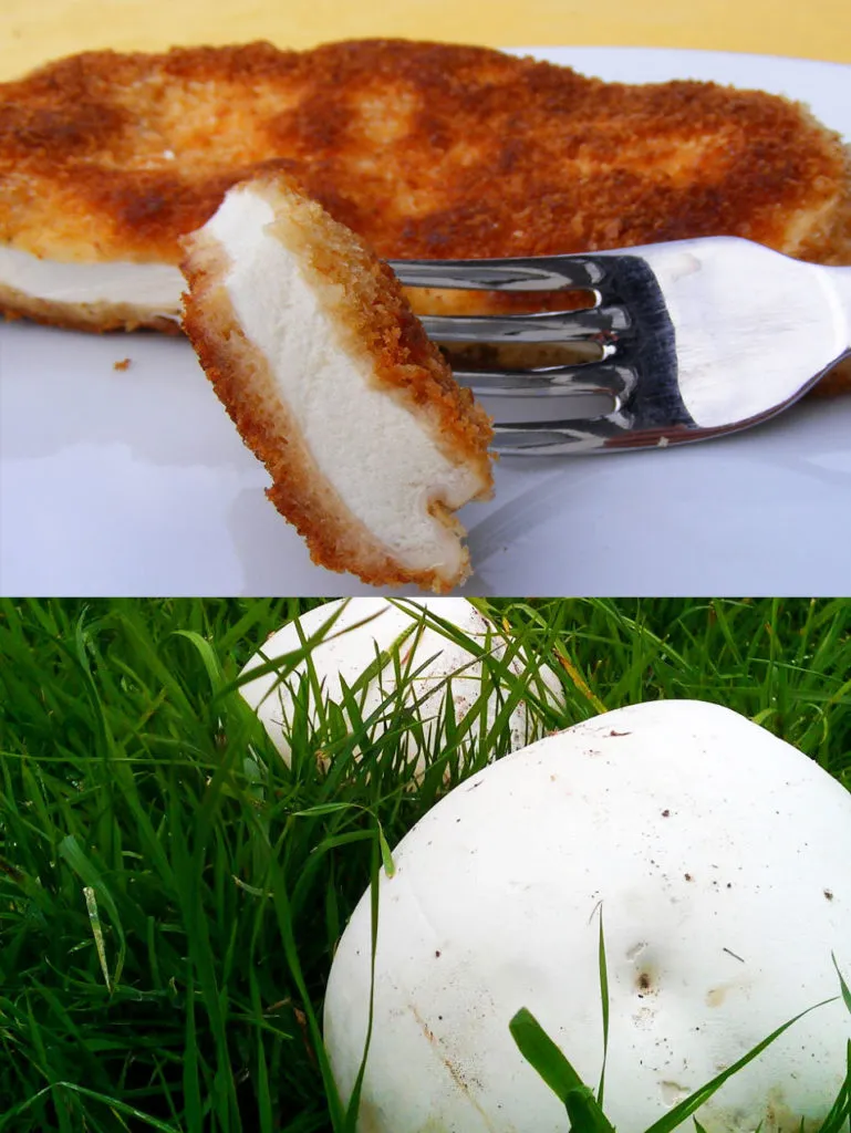 Ein imposanter Riesenbovist, ein weiteres Beispiel für faszinierende und essbare Wildpilze aus dem deutschen Wald.