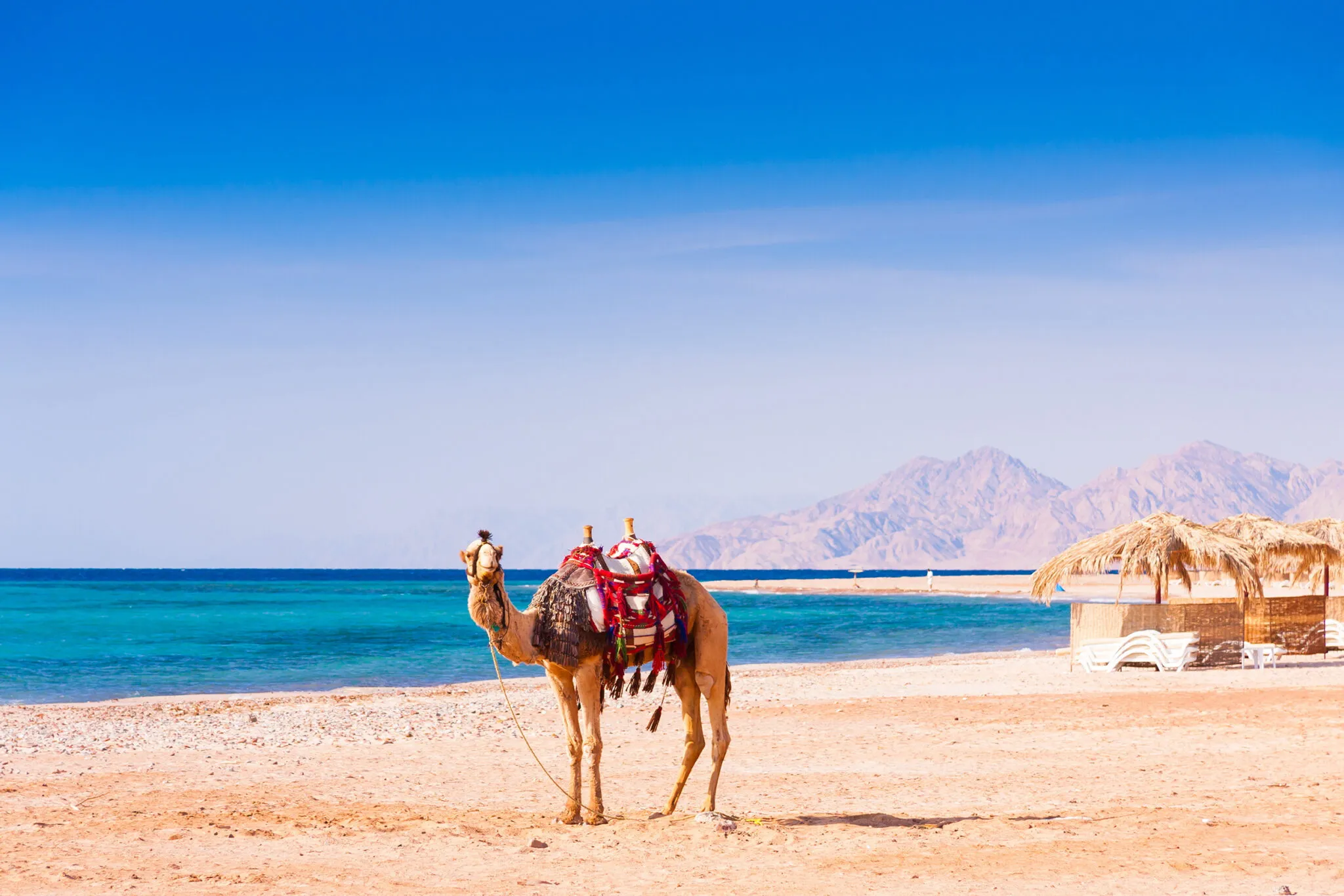 Ein Kamel am Strand in Ägypten vor dem azurblauen Meer