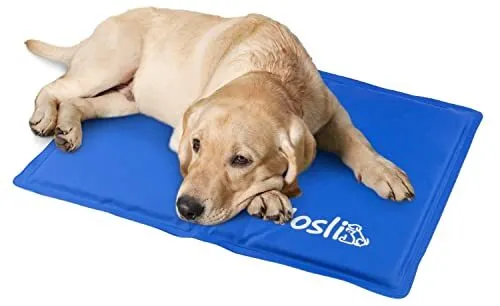 Ein Katze entspannt auf einer blauen Kühlmatte in einem hellen Raum.