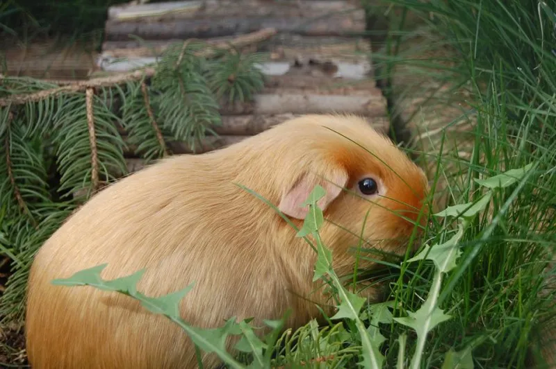 Ein Meerschweinchen mit glänzendem Fell (Satin), das Träger einer schweren Erbkrankheit namens Osteodystrophie sein könnte.