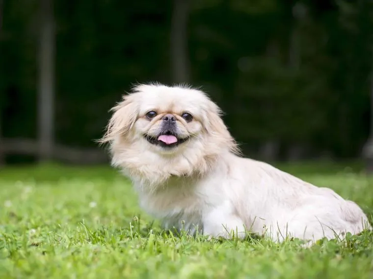 Ein Pekingese sitzt stolz auf einem Kissen.