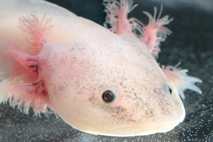 Ein pinkfarbener Axolotl mit charakteristischen Kiemenästen