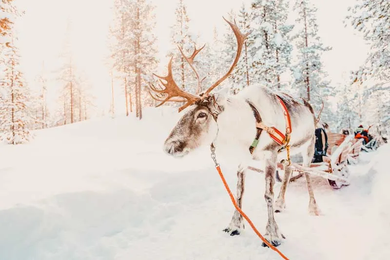Ein Rentier in einer verschneiten Winterlandschaft in Lappland, Finnland, vor verschwommenen Bäumen