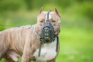Ein roter Kreis mit einem durchgestrichenen Hund, der ein generelles Haustierverbot im Mietvertrag darstellt, was oft unzulässig ist.