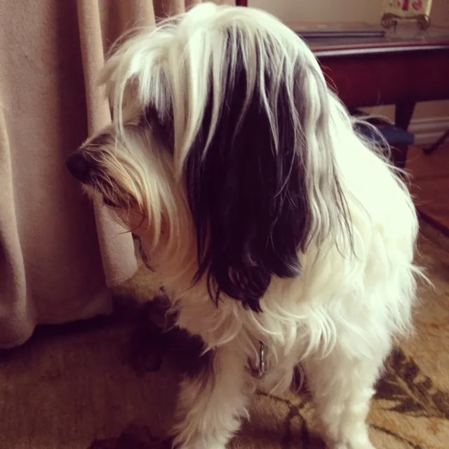 Ein schöner Tibet Terrier posiert selbstbewusst für die Kamera