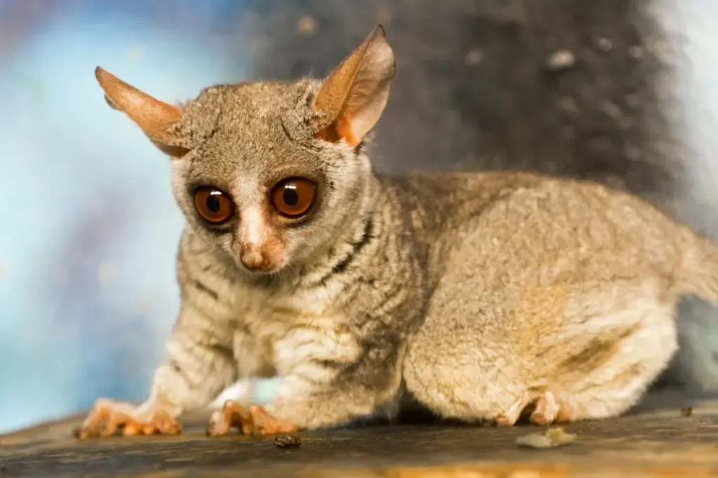 Ein Senegal-Buschbaby. Alle Galagos haben große Augen und Ohren