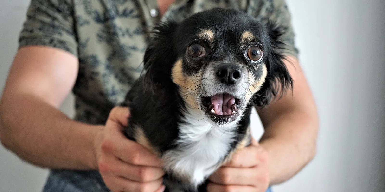Ein Teacup Chihuahua Hund, der Anzeichen von Stress oder Überforderung zeigt, was oft von Haltern missinterpretiert wird.