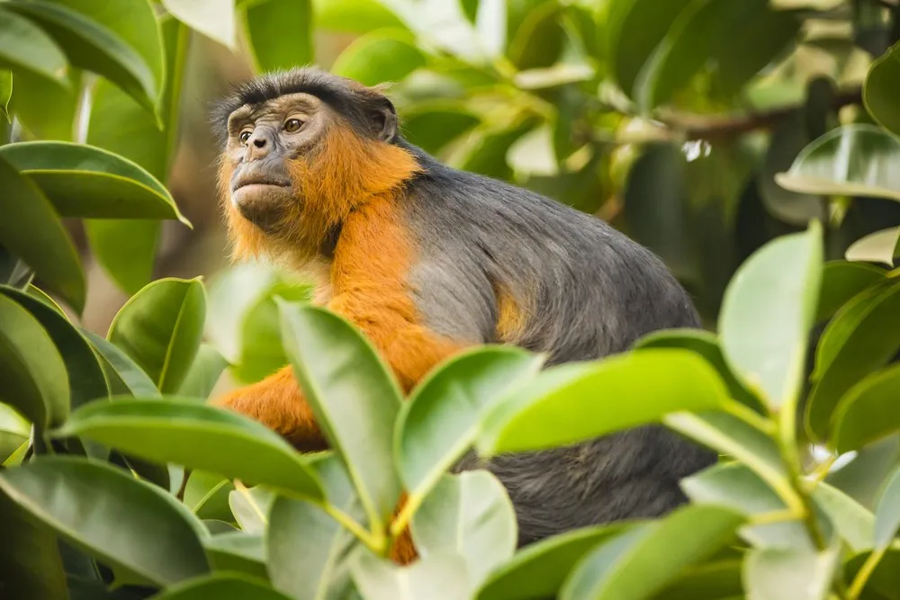 Ein typischer Strand in Gambia mit Palmen und Blick auf den Atlantik.